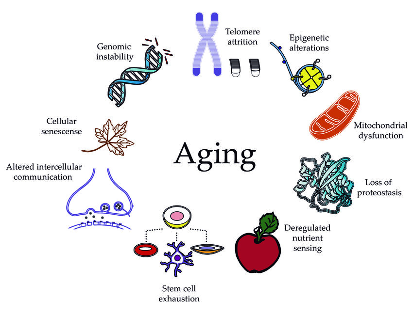 Their cell. Cellular senescence. Telomere and Aging. Aging process Telomeres. Genomic instability.