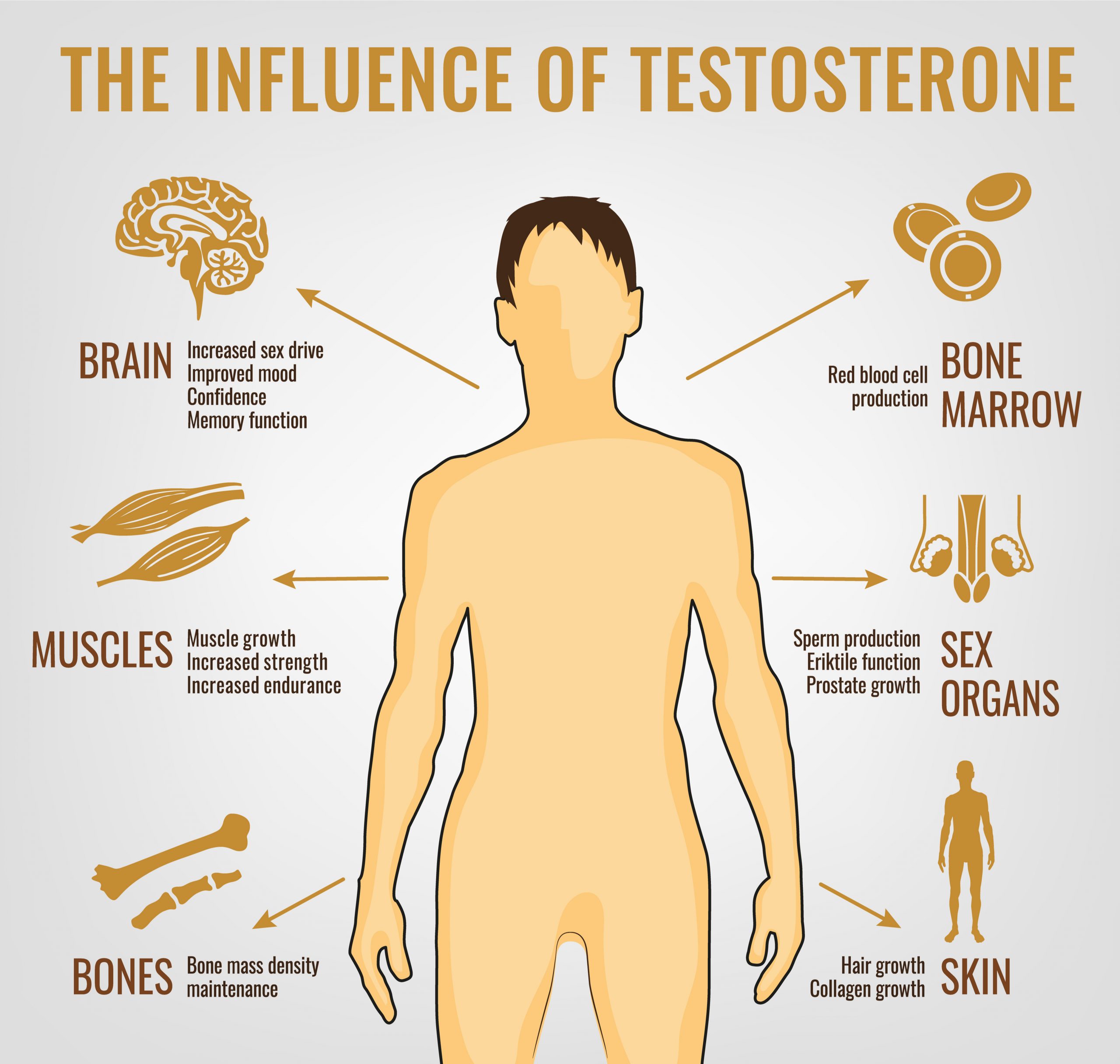testosterone action